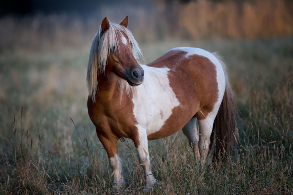 Horse Shepherd Equine Sanctuary |  | 160 Gascards Ln, Gordon VIC 3345, Australia | 0407937943 OR +61 407 937 943