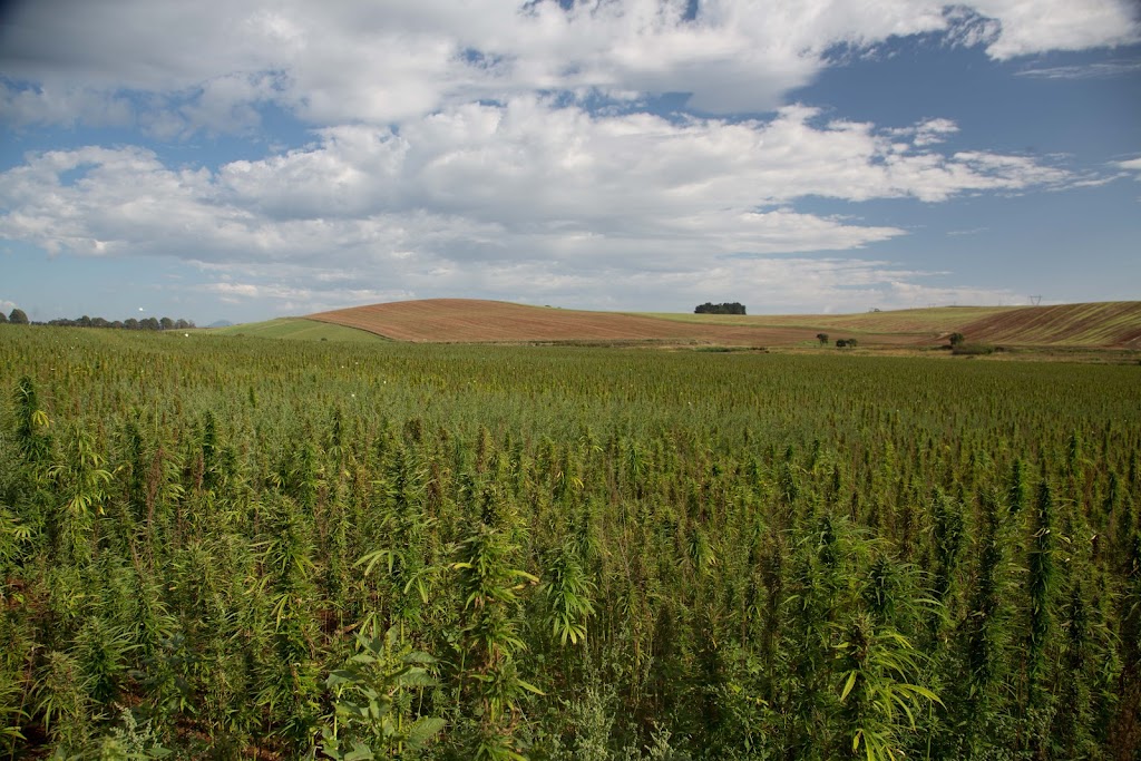 Hemp Harvests | 95 Montana Rd, Red Hills TAS 7304, Australia | Phone: 0435 306 212