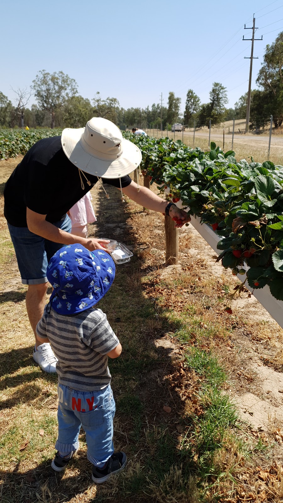 Bidgee Strawberries And Cream | Billagha St, Wagga Wagga NSW 2650, Australia | Phone: 0428 968 909