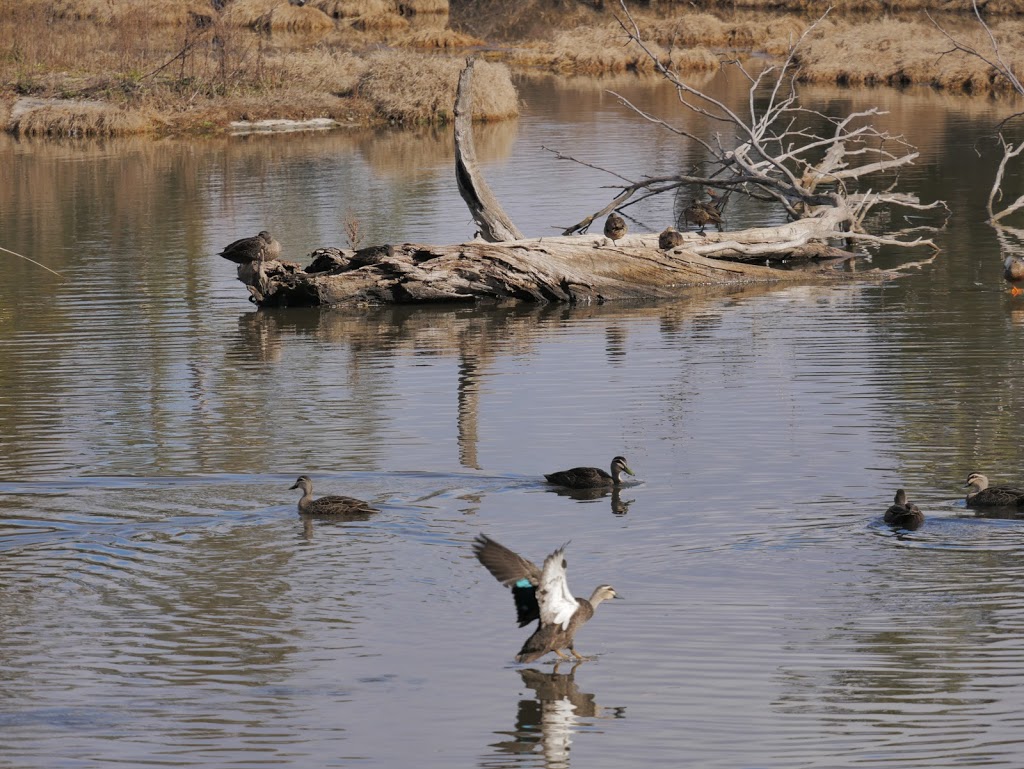 Jerrabomberra Wetlands | park | Dairy Rd, Fyshwick ACT 2609, Australia | 0439030058 OR +61 439 030 058