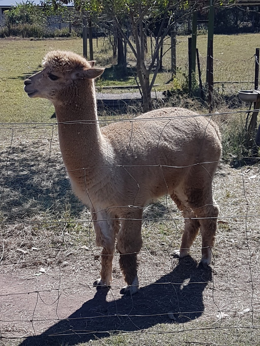 Yengarie Alpacas |  | 65 Station Rd, Yengarie QLD 4650, Australia | 0741296531 OR +61 7 4129 6531