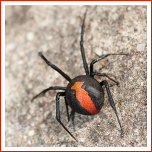 I C Bugs - Pest Control & Termite Management | 2 Walnut Cl, Hamlyn Terrace NSW 2259, Australia | Phone: 0411 556 934