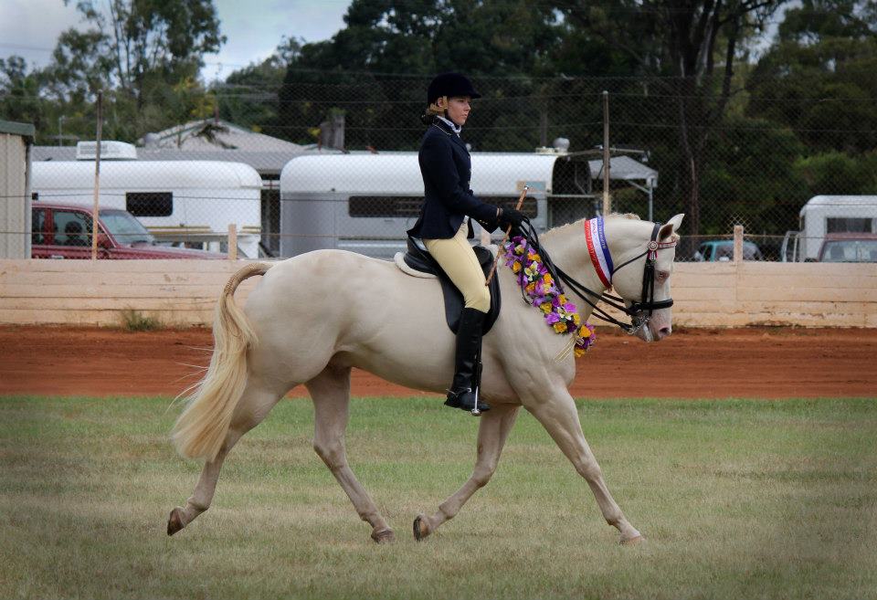 Horses of Gold | 47 Tommary Rd, Grandchester QLD 4340, Australia | Phone: 0419 003 122