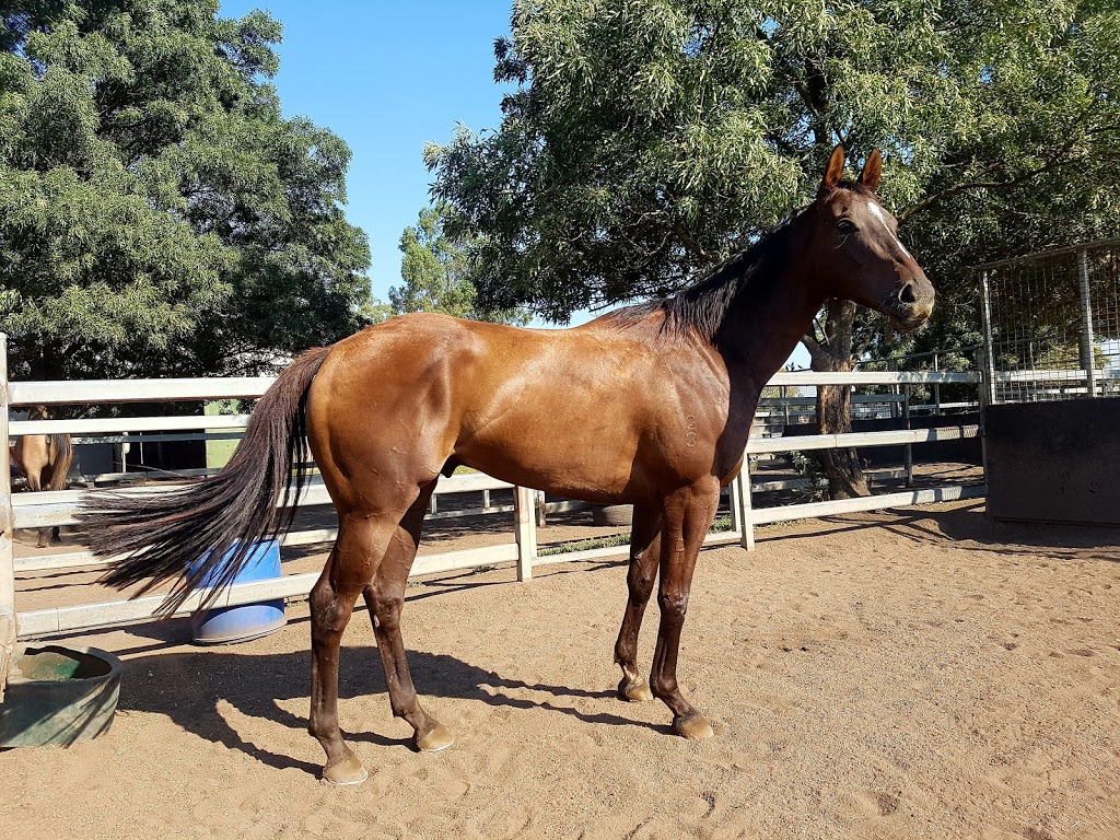 Abbey Thoroughbreds | 30 Denman Rd, Muswellbrook NSW 2333, Australia | Phone: 0418 429 630