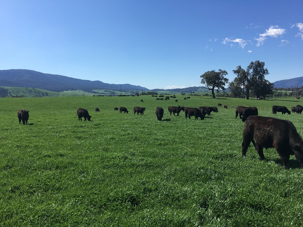 Black Star Angus | 75 Young Ln, Mudgegonga VIC 3737, Australia | Phone: 0418 331 311