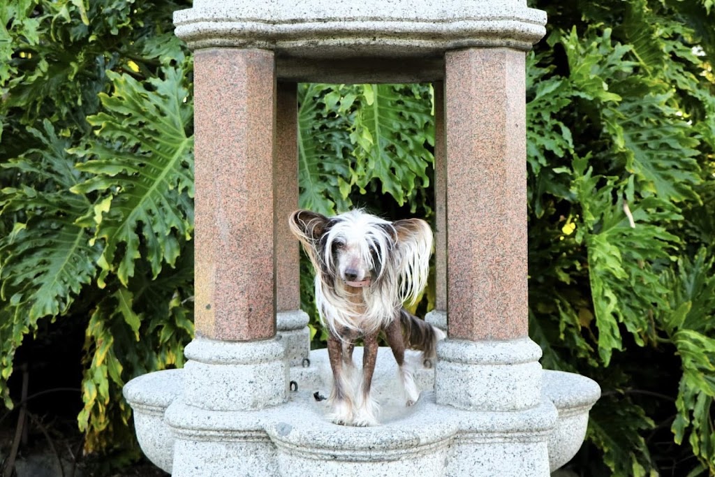 Peaceful Pets Cremations | 42 Commerce Pl, Koo Wee Rup VIC 3981, Australia | Phone: 0411 294 873