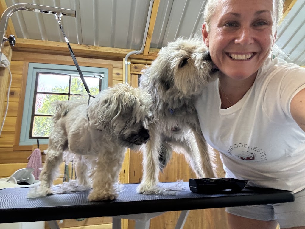 Shampooches Pet Grooming Salon | 3546 Mount Mee Rd, King Scrub, Dayboro QLD 4521, Australia | Phone: 0407 303 359