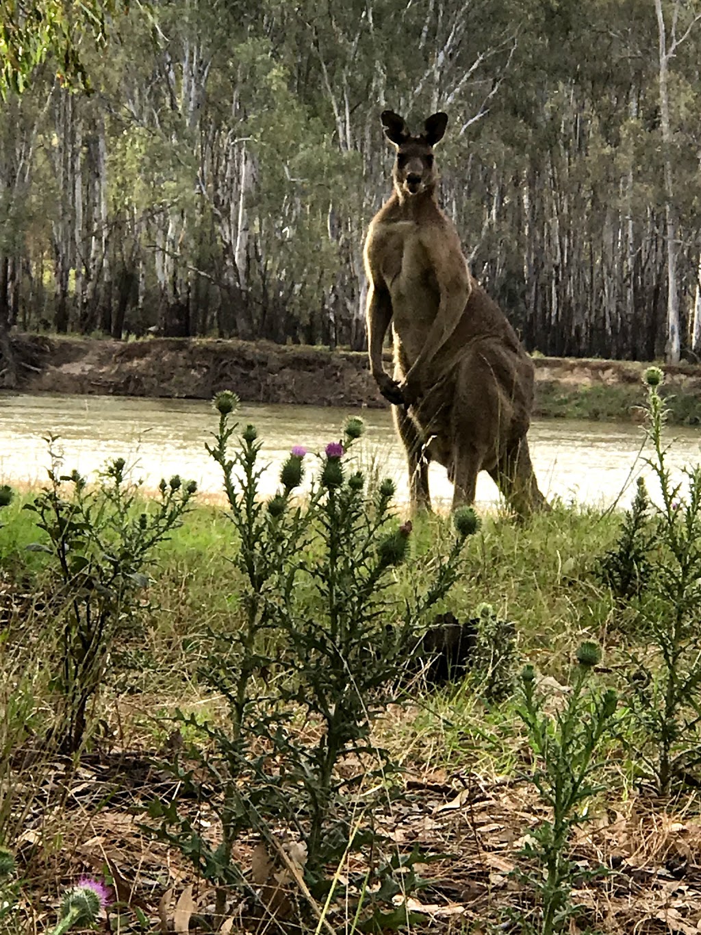 Redgum Resort | lodging | 2060 Ulupna Bridge Rd, Ulupna VIC 3641, Australia | 0358745531 OR +61 3 5874 5531