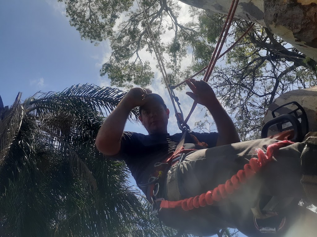 our tree service | 715 King St, Caboolture QLD 4510, Australia | Phone: 0435 445 878
