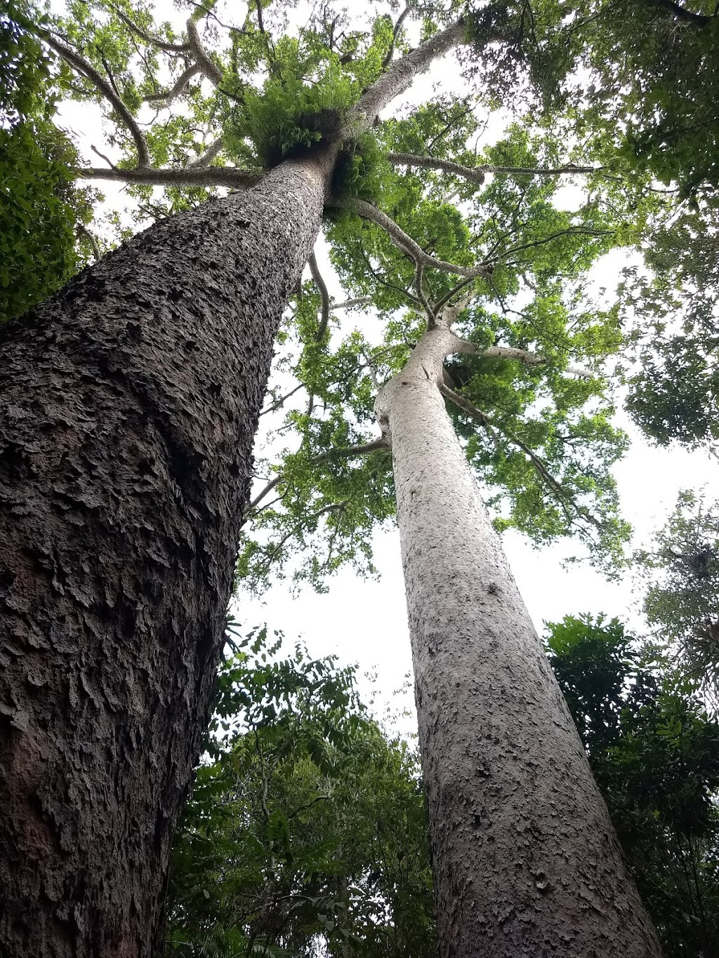 Crater Lakes National Park | park | Lake Eacham QLD 4884, Australia