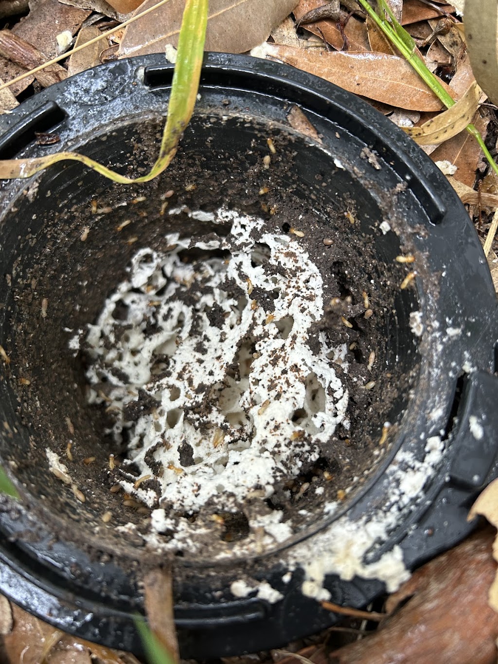Julian Davidson Pest Management | 52 Pacific Dr, Swansea Heads NSW 2281, Australia | Phone: 0449 171 209