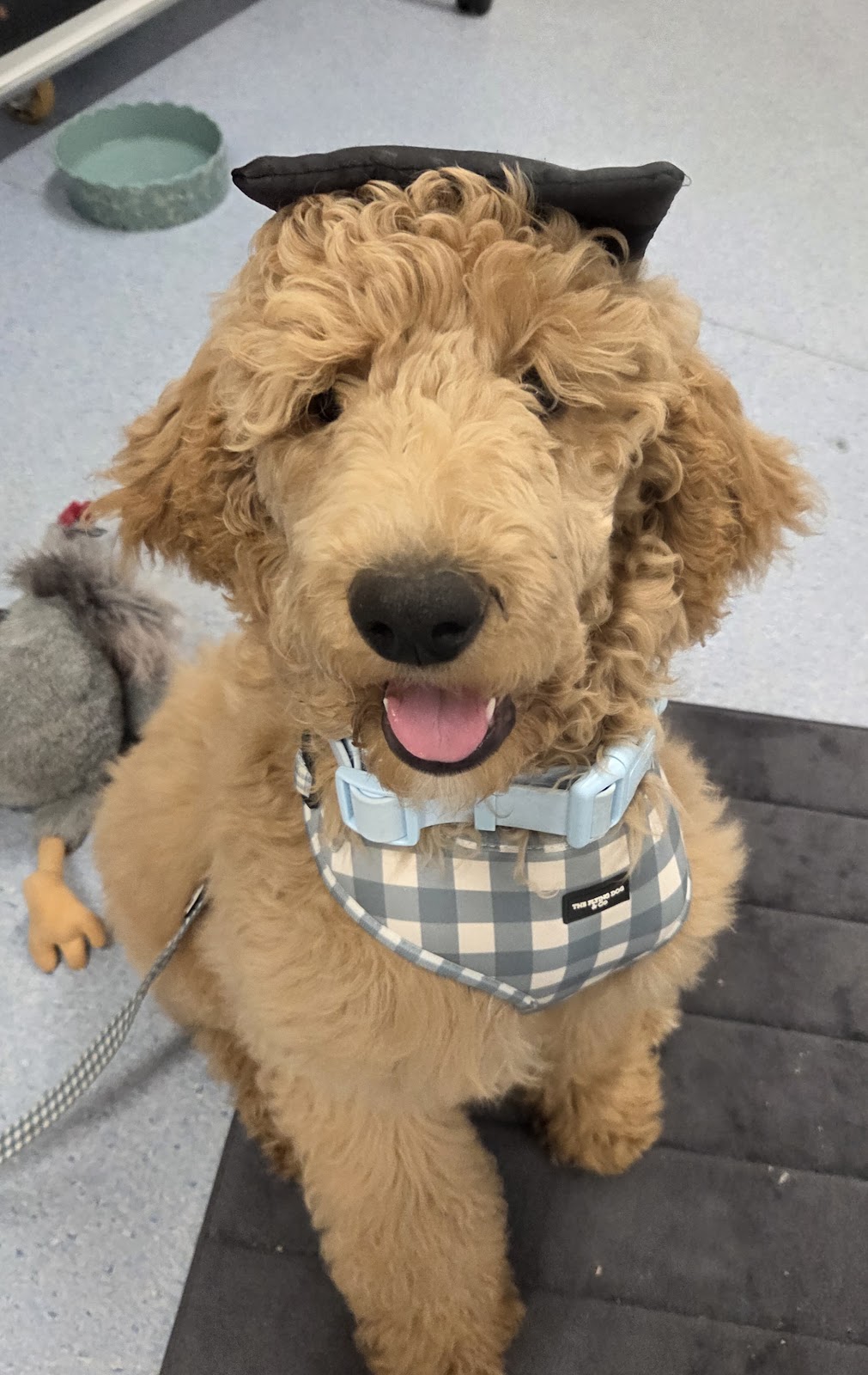 Wisdom for Wags Dog Training | 335 Princes Hwy, Bomaderry NSW 2541, Australia | Phone: 0410 498 290