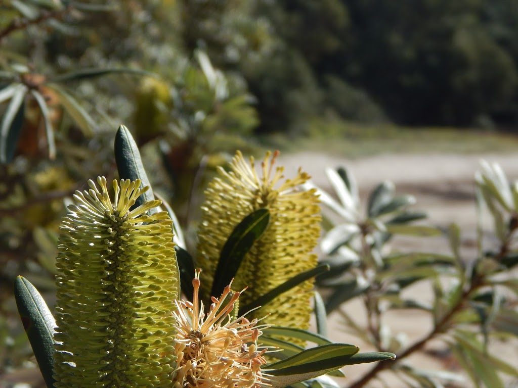 Waratah Bay beach | park | Freycinet St, Waratah Bay VIC 3959, Australia