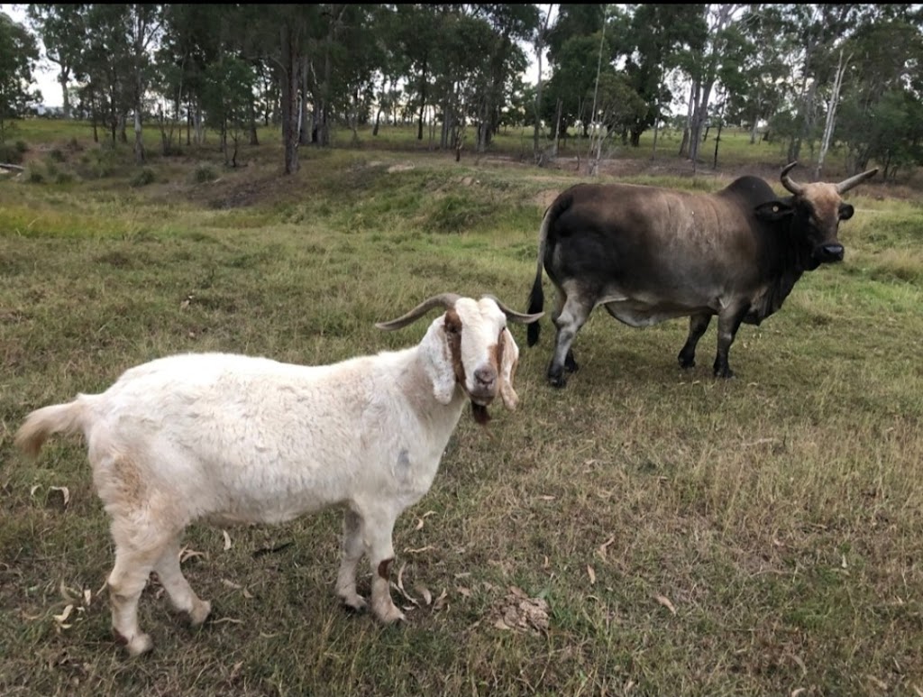 Bush to beach farmstay | 15 Tanby Post Office Rd, Tanby QLD 4703, Australia | Phone: 0408 464 790 Bush to beach farmstay | 15 Tanby Post Office Rd, Tanby QLD 4703, Australia | Phone: 0408 464 790