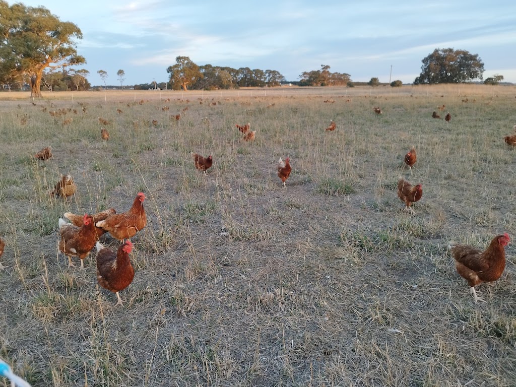 Freshwater Free Range | 2150 Barrabool Rd, Mount Moriac VIC 3240, Australia | Phone: 0493 355 131