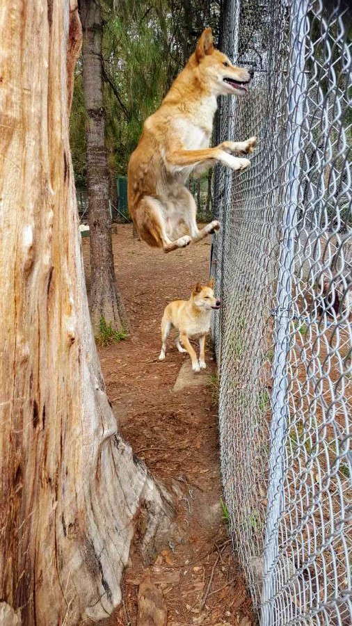 Dingo Sanctuary | park | 3105A Remembrance Driveway, Bargo NSW 2574, Australia | 0419488680 OR +61 419 488 680