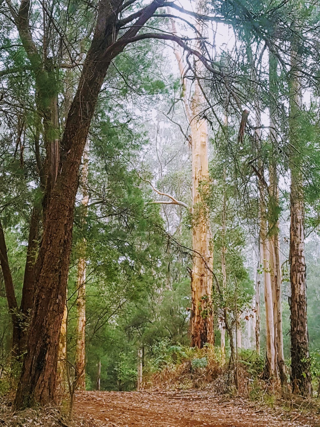 Pemberton Forest Park | park | Western Australia 6260, Australia