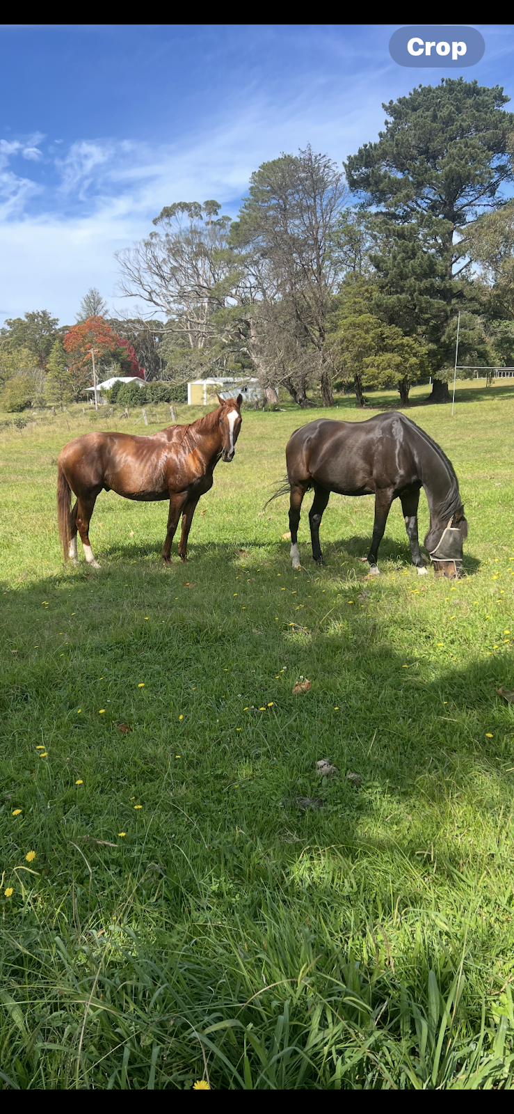 Fellowdale Farm | 62 Hayman Rd, Bundanoon NSW 2578, Australia | Phone: 0412 253 846