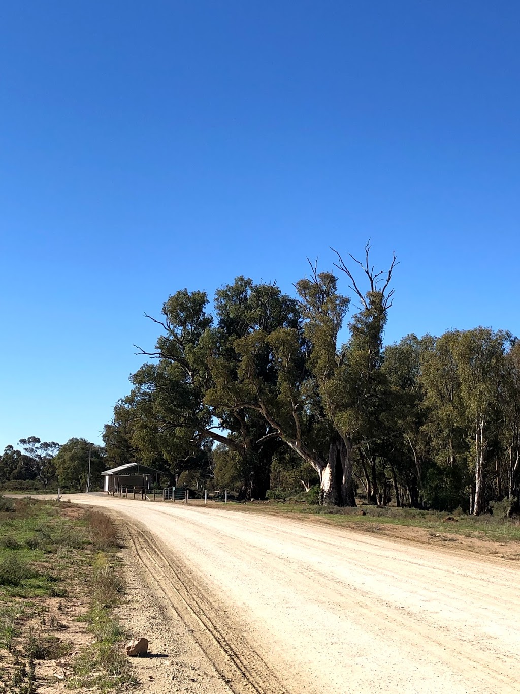 Giant Red Gum Tree | museum | Orroroo SA 5431, Australia