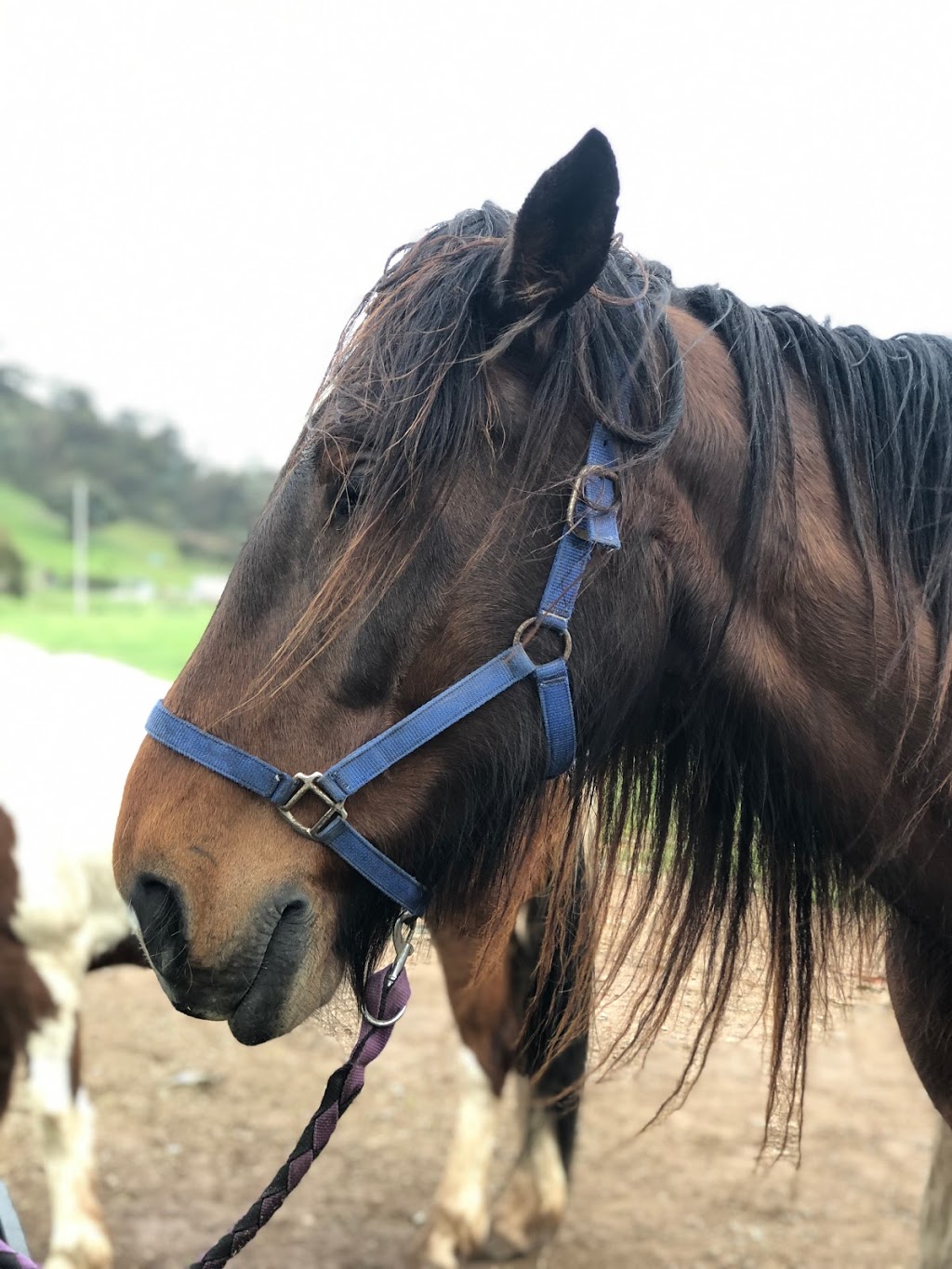 Watsons Mountain Country Trail Rides | tourist attraction | 296 Three Chain Rd, Boorolite VIC 3723, Australia | 0357773552 OR +61 3 5777 3552