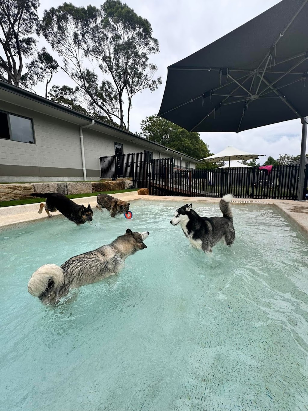 Rocky Ridge Pet Resort | 3 Jones Rd, Calga NSW 2250, Australia | Phone: 0435 764 422