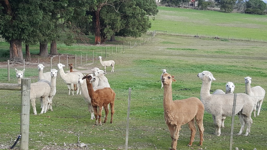Raynella Alpaca Farmstay B & B | lodging | 54 Ingram Rd, Gruyere VIC 3770, Australia | 0359649242 OR +61 3 5964 9242