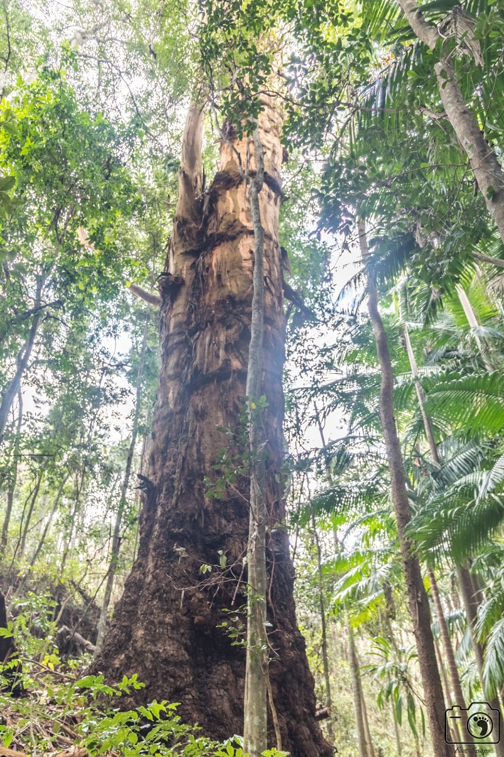 The Palms National Park | park | Cooyar QLD 4402, Australia | 137468 OR +61 137468