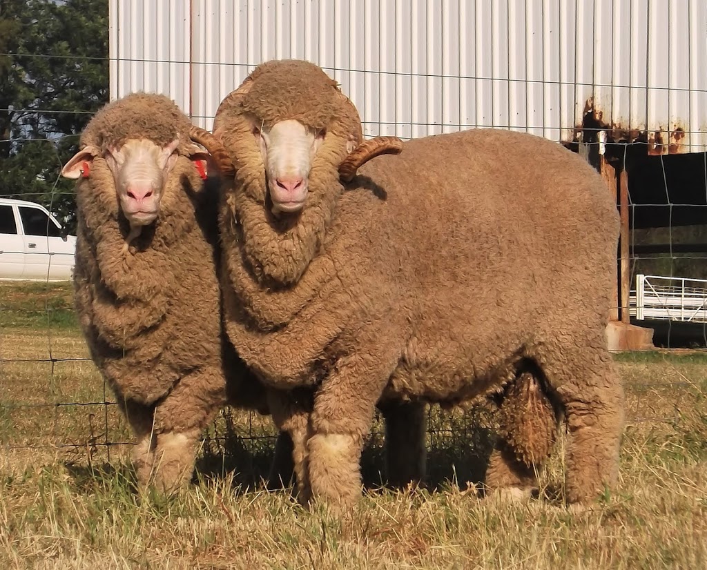 Roseville Park Merino Stud Pty Ltd | 39R Dilladerry Rd, Wambangalang NSW 2830, Australia | Phone: 0428 635 386