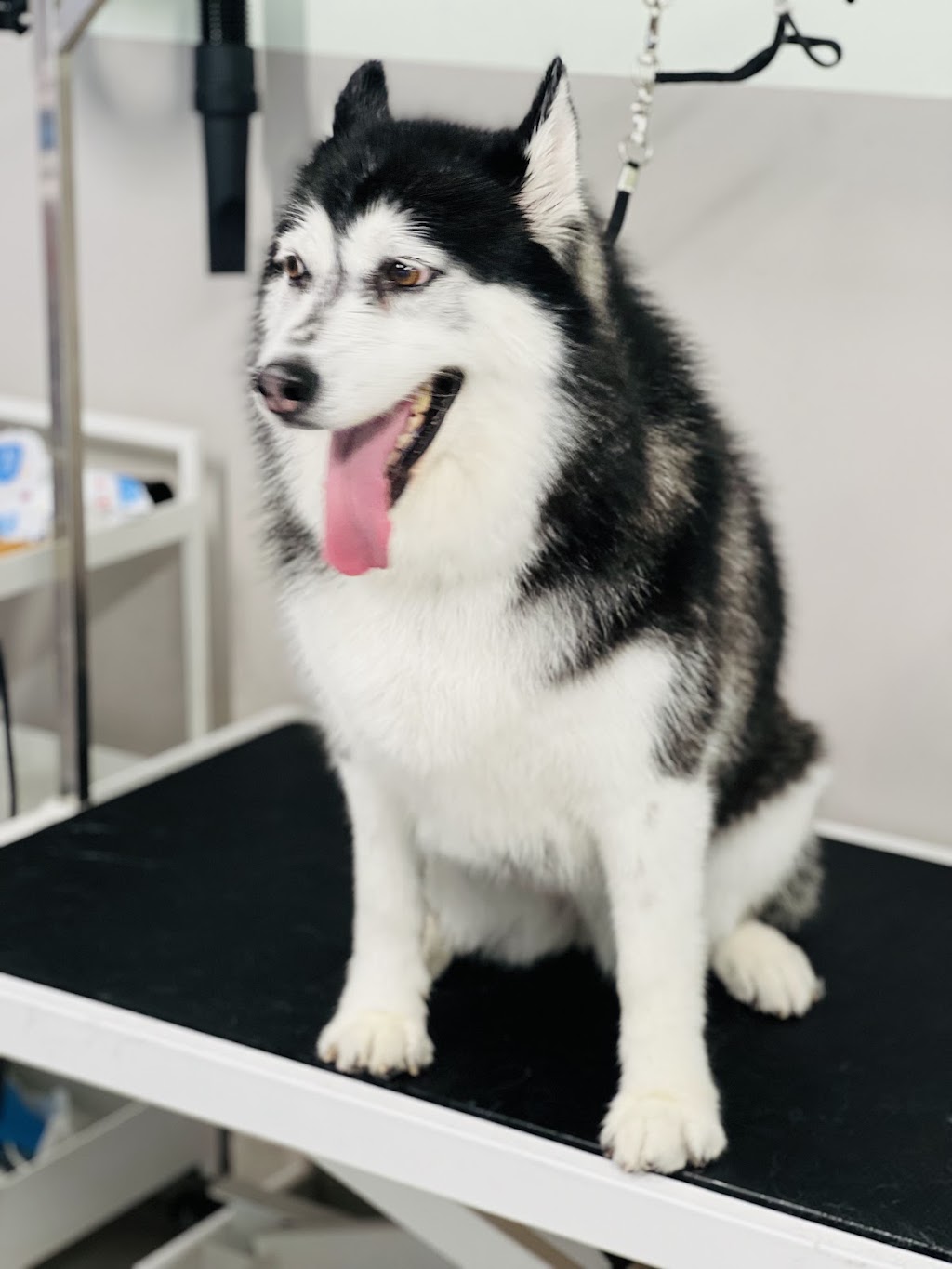 DC PETS | Pet Beauty Salon | 123-125 James St, Templestowe VIC 3106, Australia | Phone: 0411 576 789