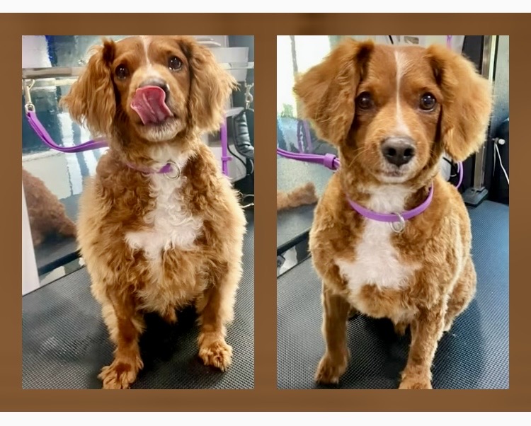 Barkbus | Watery Gully Rd, Kangaroo Ground VIC 3097, Australia | Phone: 0424 212 988