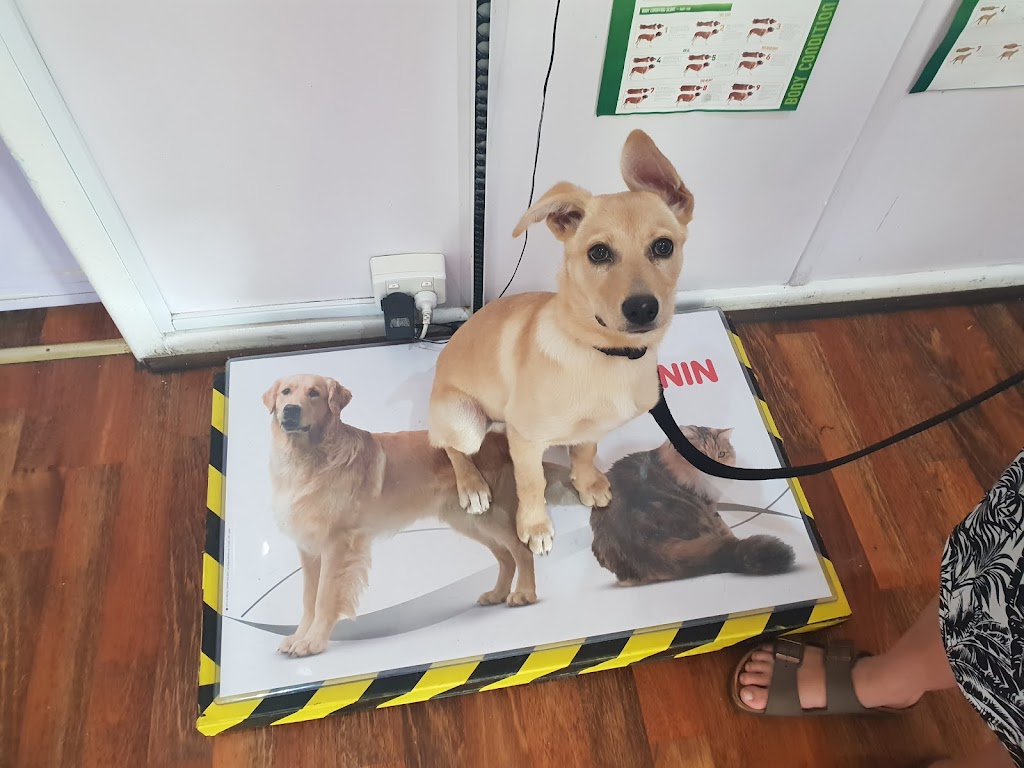 Puppy Start Right with Avoca Drive Animal Hospital |  | 11 Avoca Dr, Erina NSW 2250, Australia | 0243651086 OR +61 2 4365 1086