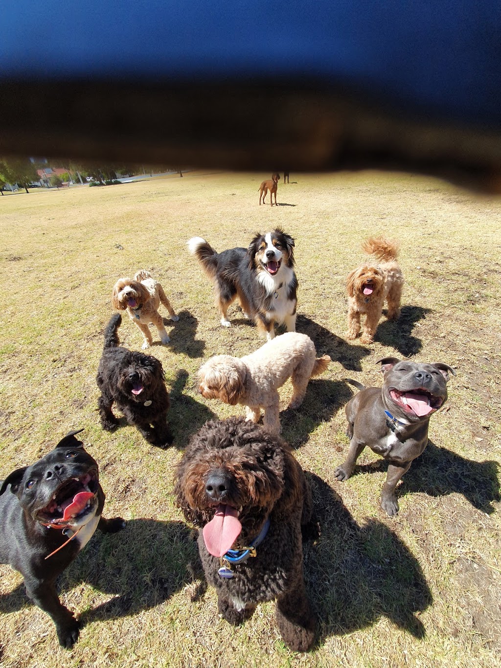 Top Dog Walking |  | Withers St, Albert Park VIC 3206, Australia | 0430961081 OR +61 430 961 081