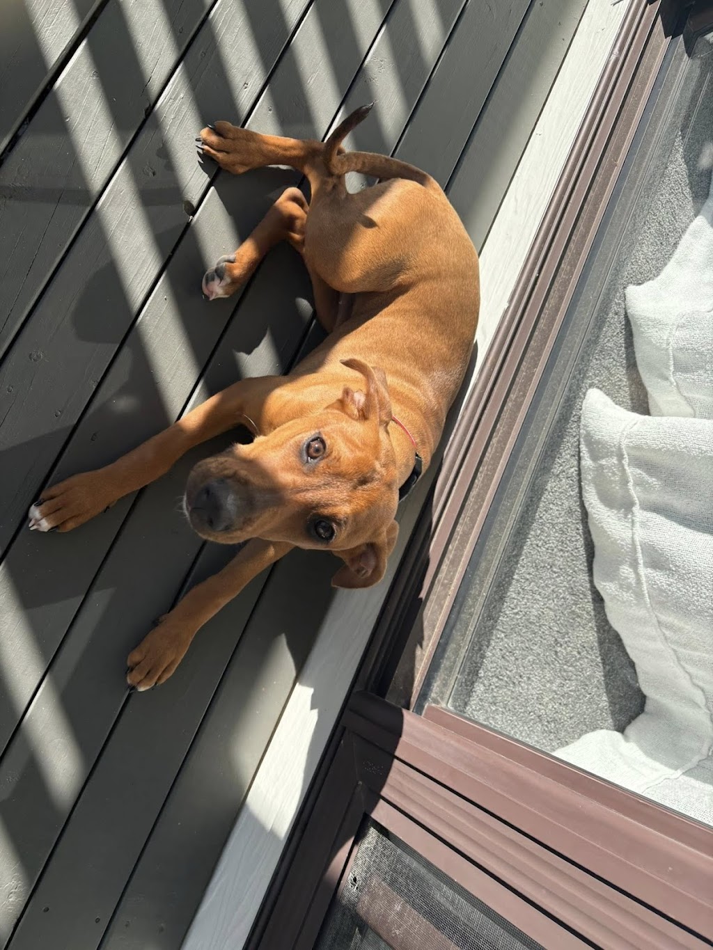 Debs Dog Training | Failford NSW 2430, Australia | Phone: 0494 551 882