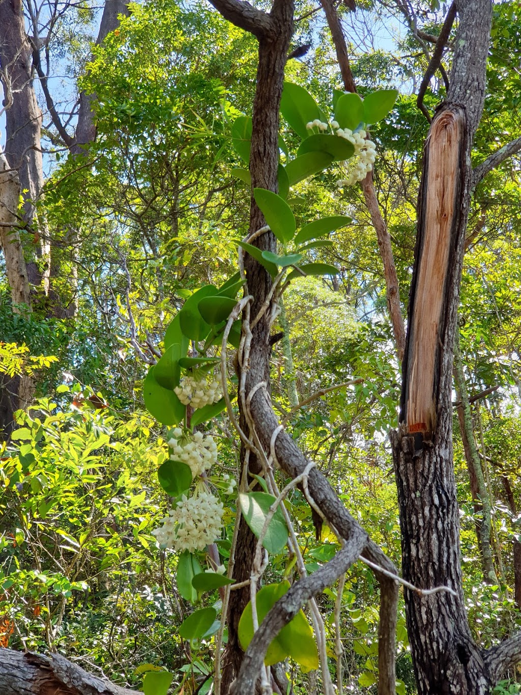 Tallebudgera Creek Conservation Park | park | 222 W Burleigh Rd, Burleigh Heads QLD 4220, Australia