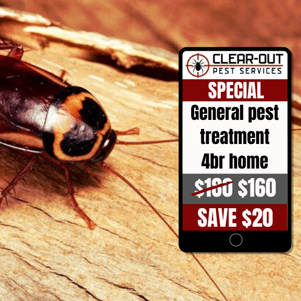 Clear-out Pest Services | 18 Watergum Rd, Woongarrah NSW 2259, Australia | Phone: 0474 025 167