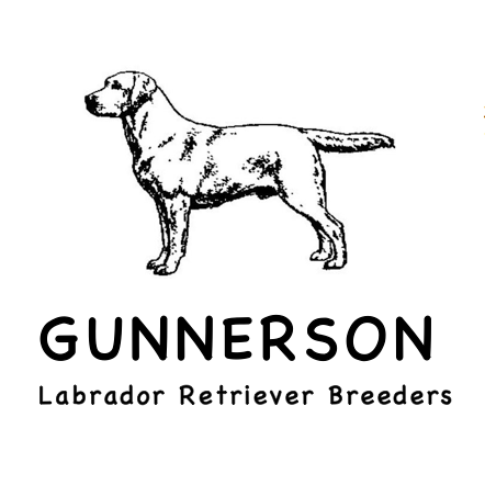 Gunnerson Labradors | 1380 Mansfield-Woods Point Rd, Piries VIC 3723, Australia | Phone: (03) 5777 3355