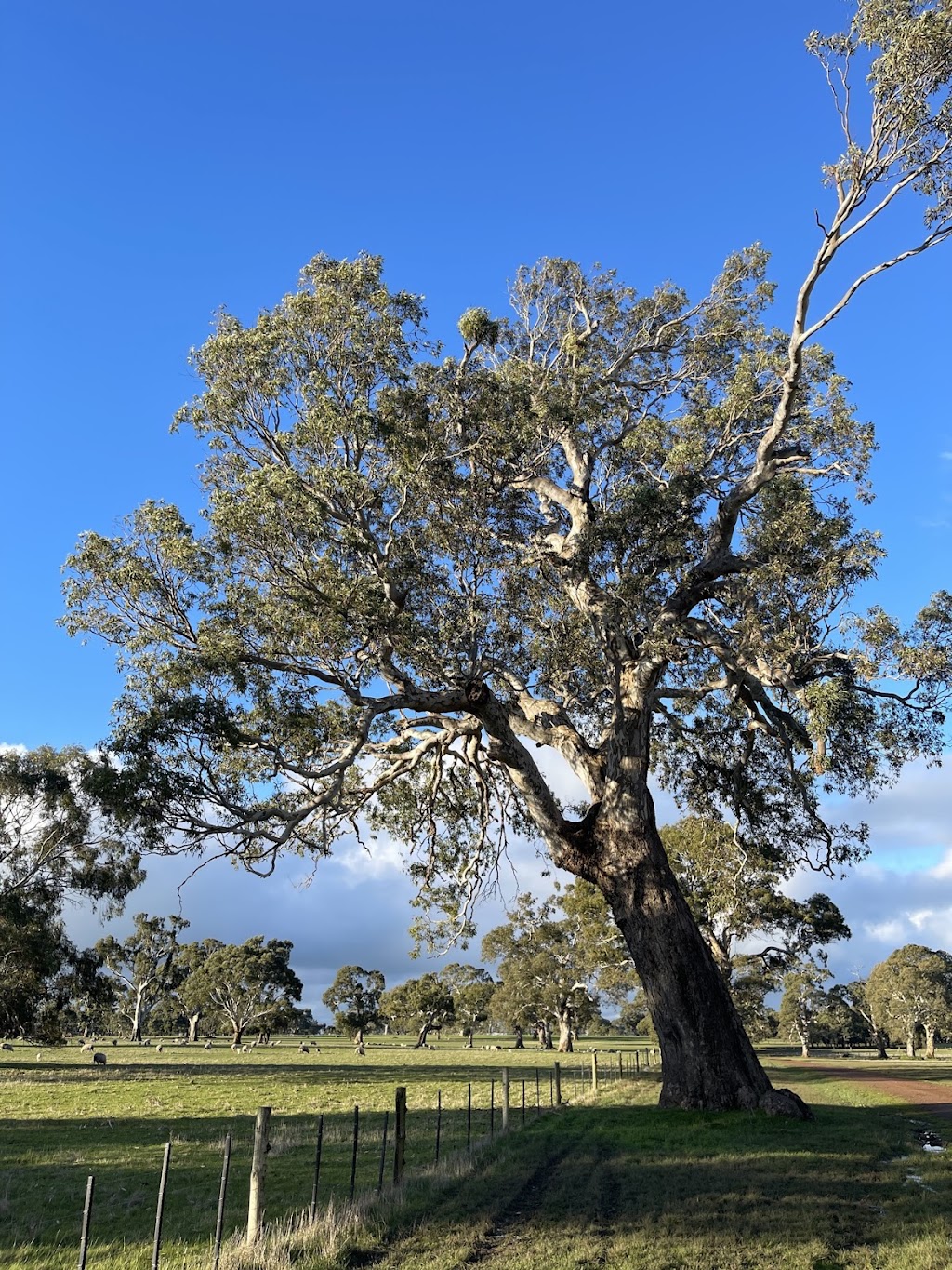 Precision Lambing | food | 160 Armidale Rd, Coojar VIC 3315, Australia | 0427797242 OR +61 427 797 242