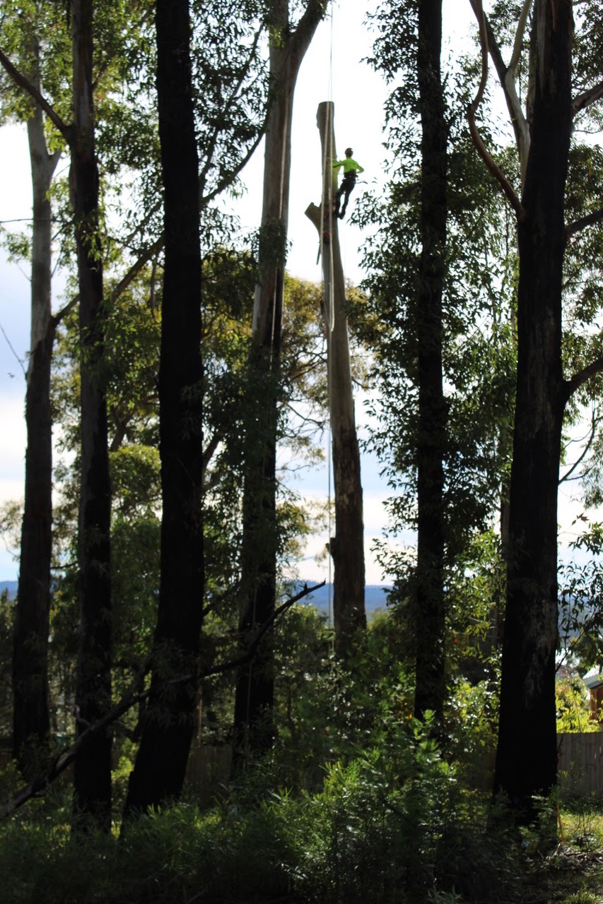 Arbor Medic | 244 Evans Ln, Woodstock NSW 2538, Australia | Phone: (02) 4455 6956