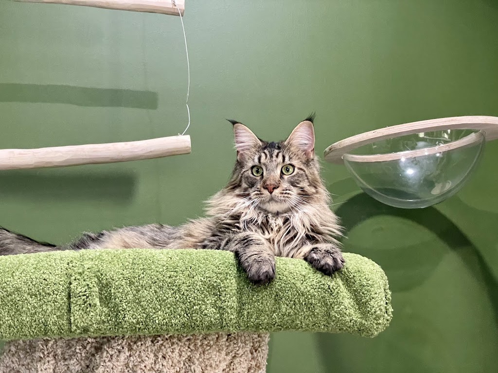 FluffyMW Cattery Boarding | Glenidol Rd, Oakville NSW 2765, Australia | Phone: 0499 142 889