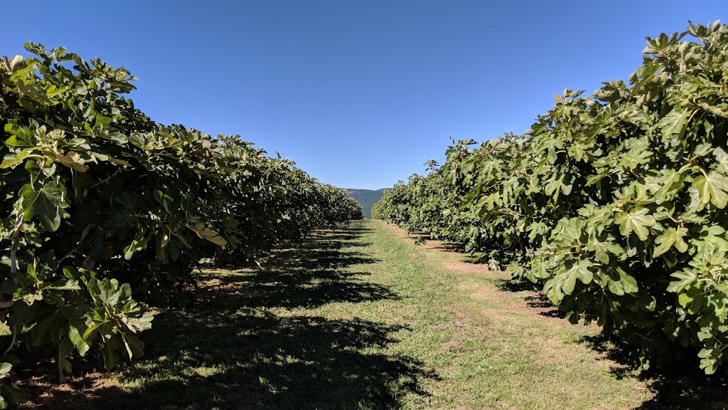 Norland Fig Orchard |  | 158 Bradleys Rd, Borenore NSW 2800, Australia | 0423530001 OR +61 423 530 001