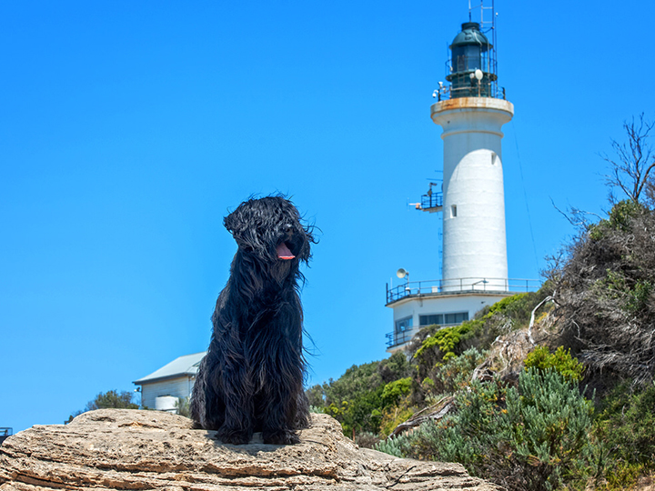 Geelong Pet Photography | 36 Henry St, Geelong VIC 3220, Australia | Phone: 0419 502 200