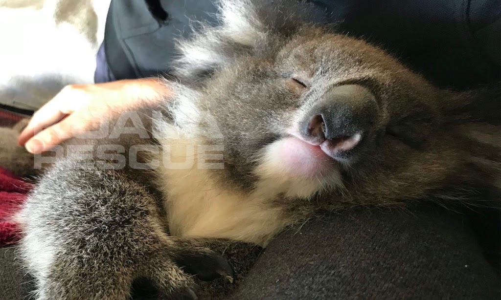 KOALA RESCUE |  | Osterley Ave, Bridgewater SA 5155, Australia | 0474737283 OR +61 474 737 283