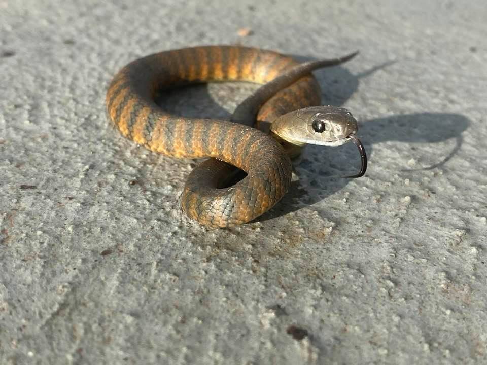 Stewy The Snake Catcher | 278 Ballan Rd, Wyndham Vale VIC 3024, Australia | Phone: 0413 277 588