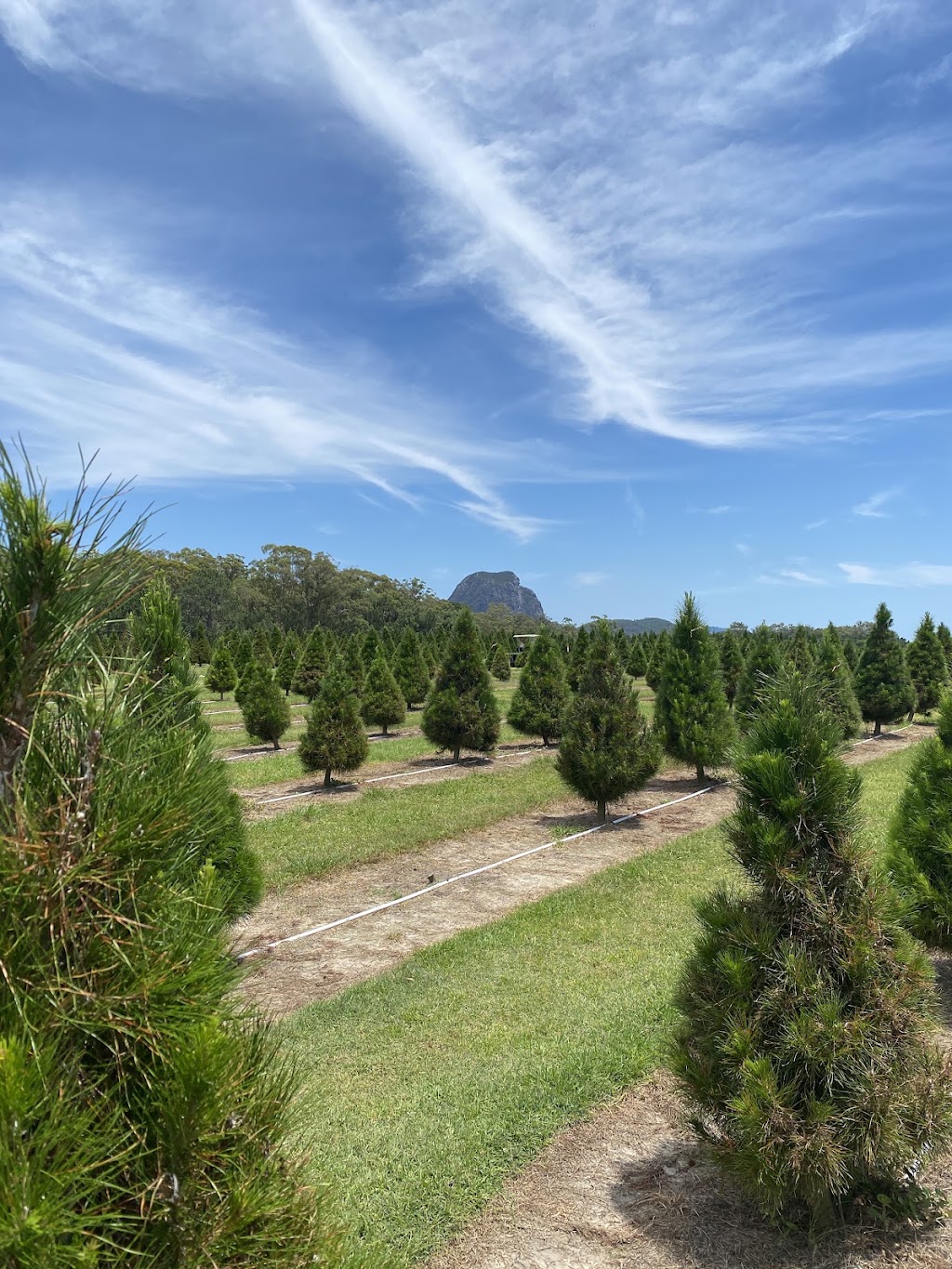 Sunshine Coast Christmas Tree Farm | 63 Endeavour Rd, Beerburrum QLD 4517, Australia | Phone: 0409 059 180