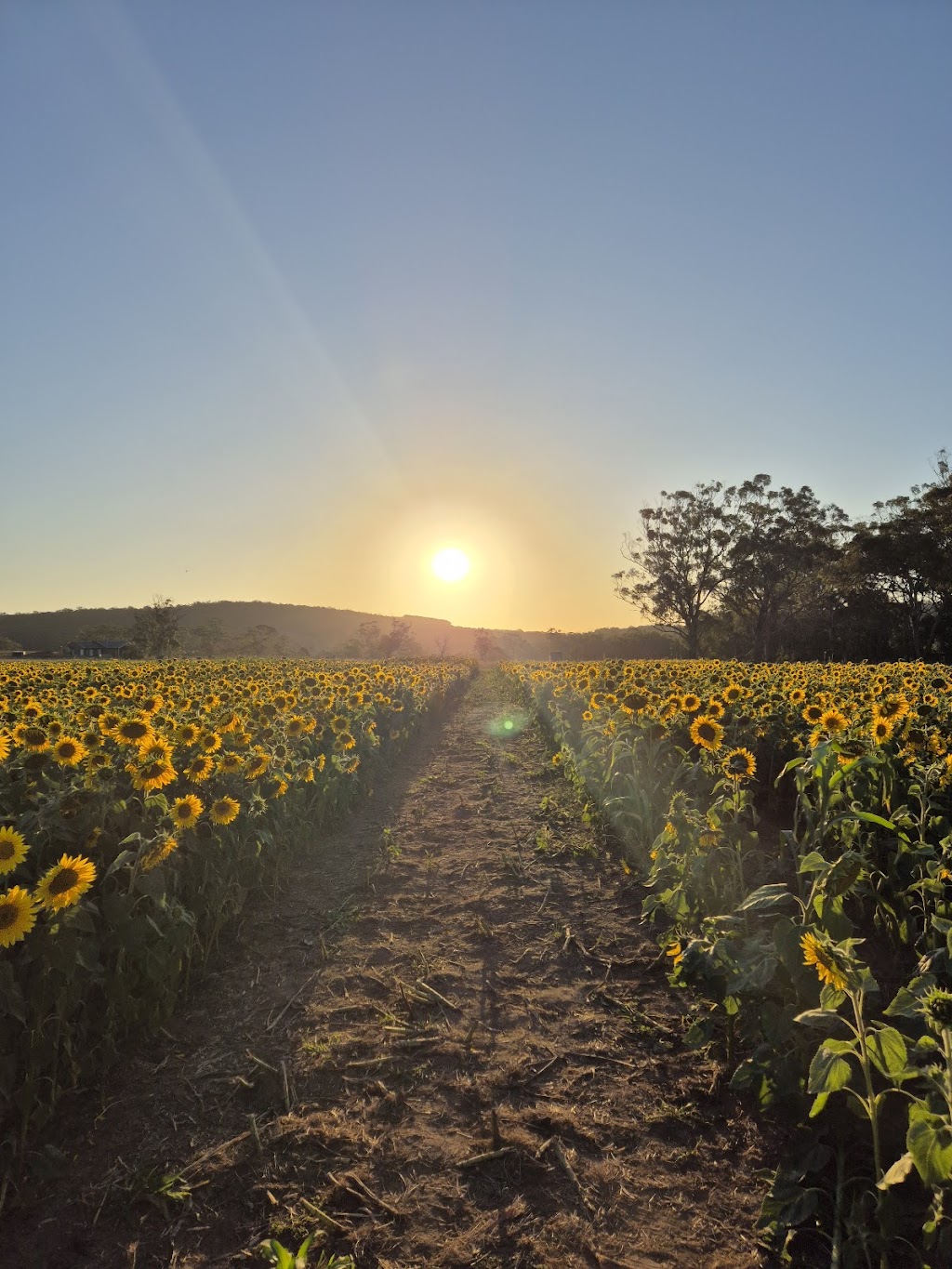 Spa Country Sunflowers | 420 Developmental Rd, Bolwarrah VIC 3352, Australia | Phone: 0418 387 380