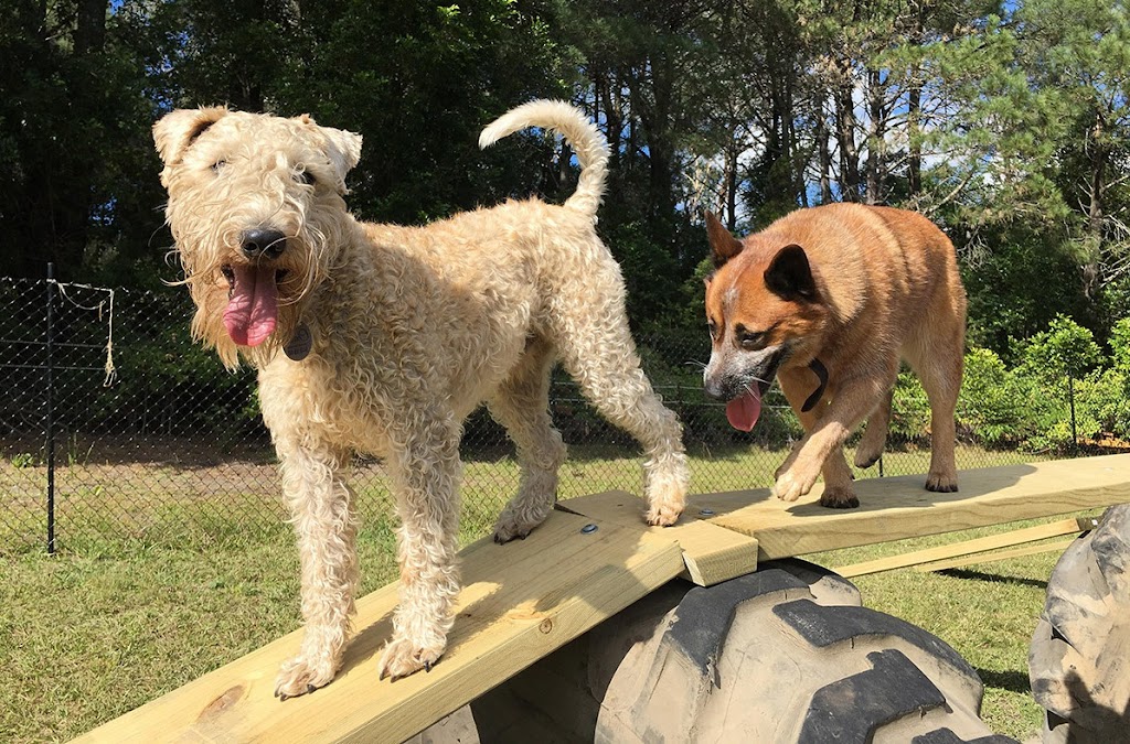 Pablo and Friends Dog Day Care | 70 Great Western Hwy, Leura NSW 2780, Australia | Phone: 0447 539 663