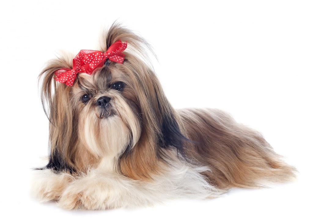 Pet Stays Directory | pet store | 17 Doncaster St, Ascot Vale VIC 3032, Australia | 0438937570 OR +61 438 937 570