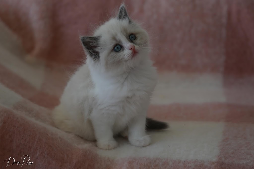 Mollys Ragdolls | veterinary care | Charlton St, Gregory Hills NSW 2557, Australia | 0415866518 OR +61 415 866 518