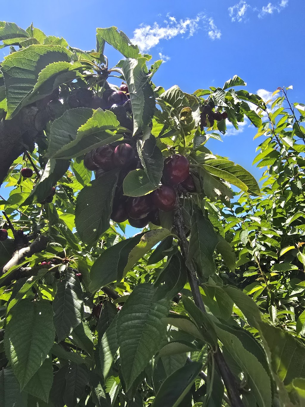 Mount Pleasant Cherries | 98 Mount Pleasant Ln, Canobolas NSW 2800, Australia | Phone: 0487 212 333