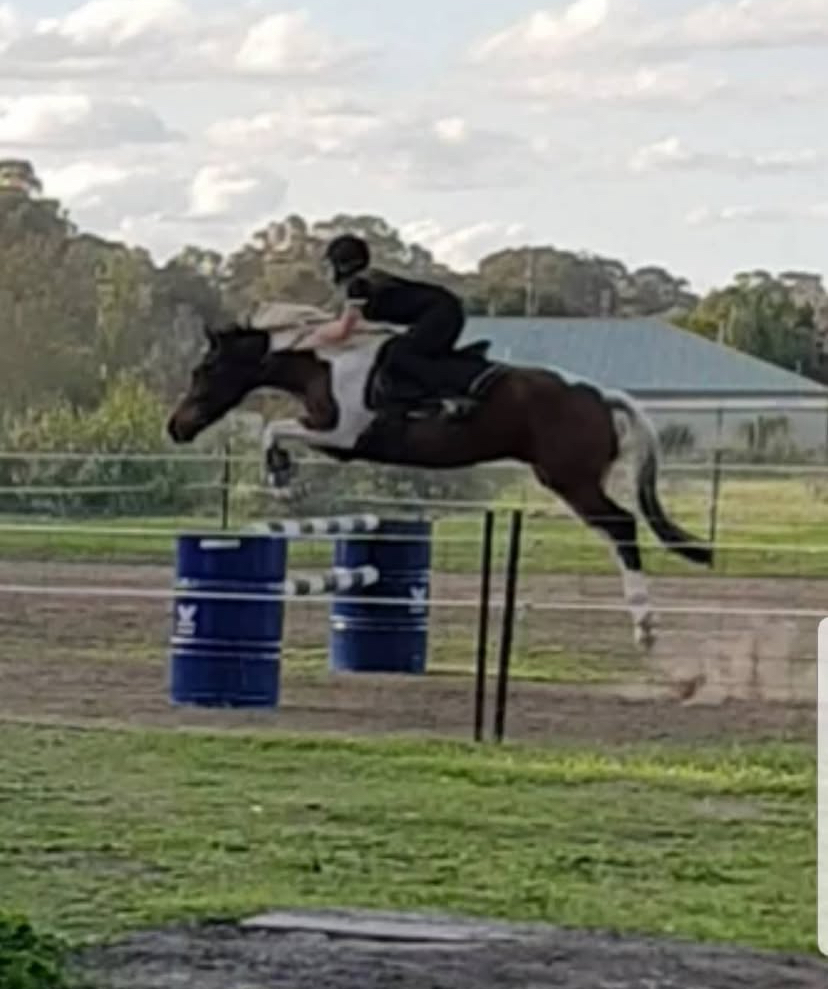 Lockwood Valley Equine | 49 Francis Rd, Lockwood South VIC 3551, Australia | Phone: 0401 572 430